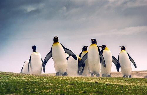 Императорские пингвины
