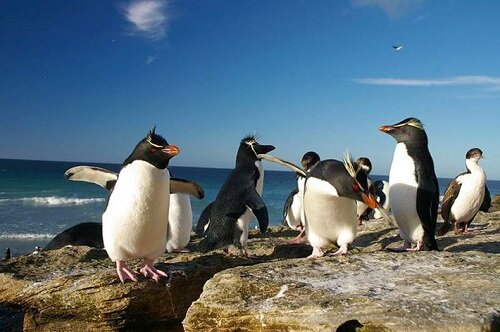 хохлатый пингвин