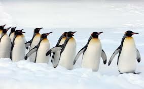 королевский пингвин