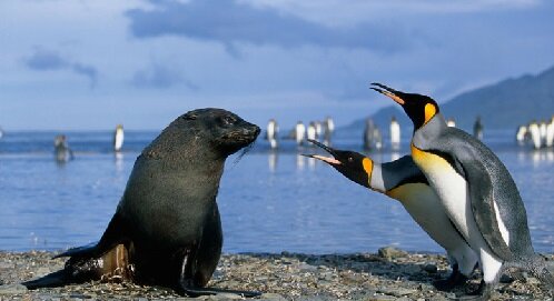 пингвин и котик