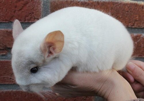 белая шиншилла