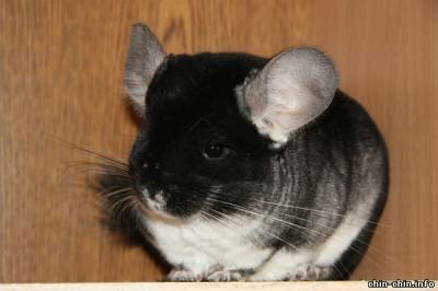 окрас шиншиллы