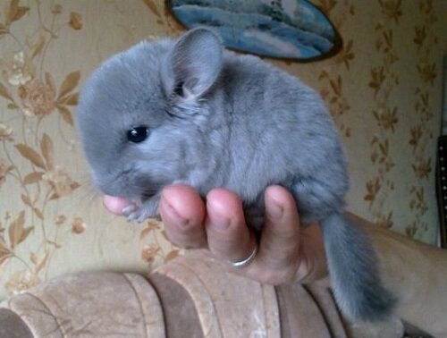 шиншилла гипоаллергенная