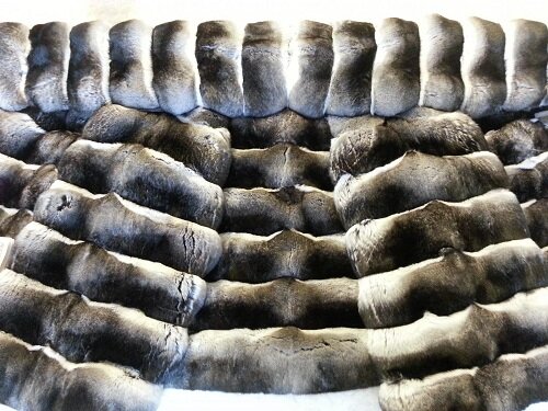 окрас шиншиллы