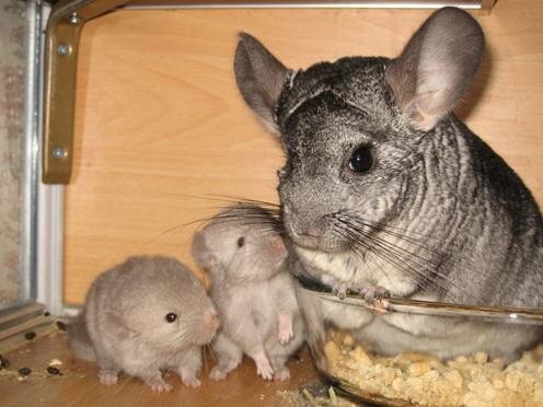 Потомство шиншилл