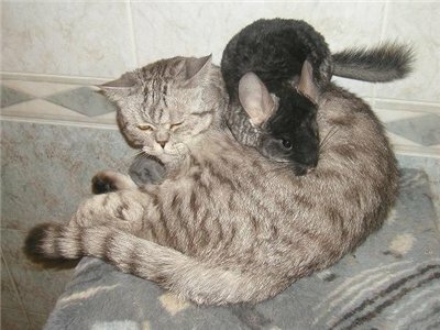 кот и шиншилла