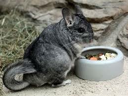 выкармливание шиншилл