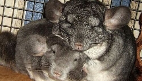 парочка влюбленых