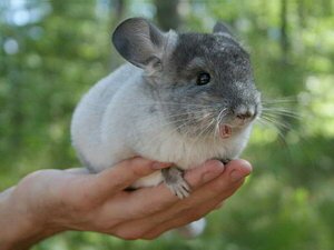 красивая шиншилла