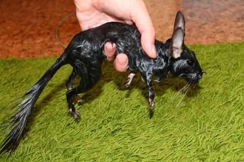 свежевыжатая шиншилла