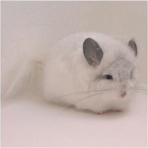 шиншилла королевская