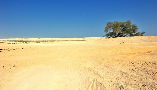 Дерево жизни Бахрейн