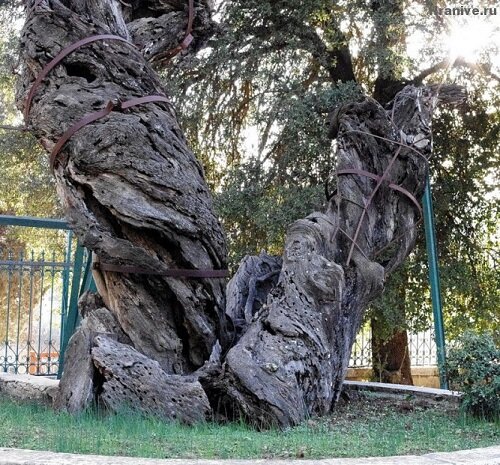 Мамврикийский дуб в Хевроне