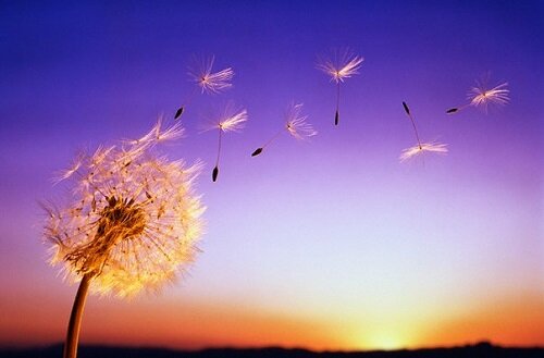 ветер и цветок