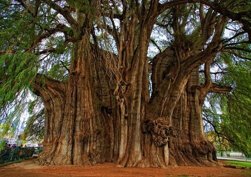 Красивое величественное дерево