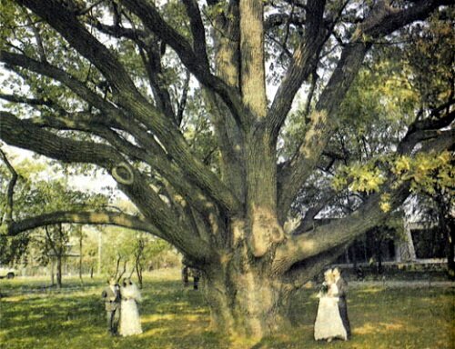 Украинский Запорожский дуб