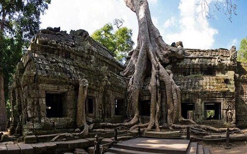 Самое красивое дерево