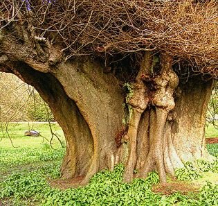 Старинная липа