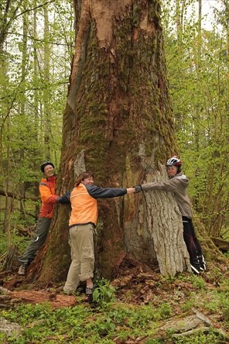 Вековое дерево