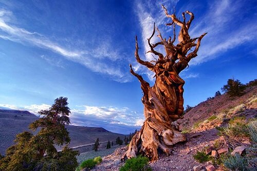 Мафусаил - долгожитель