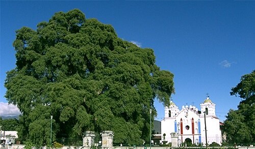 Туле  в Мексике