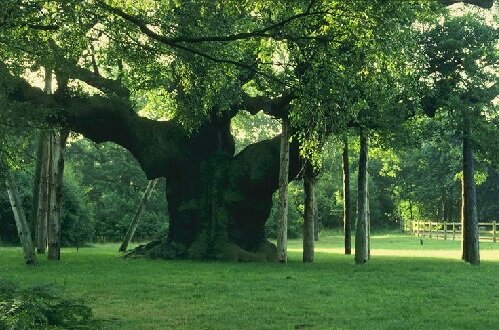 ШЕРВУДСКИЙ ДУБ