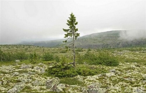 место где растет самая старая сосона