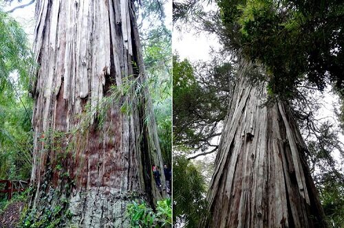 Тысячелетняя лиственница