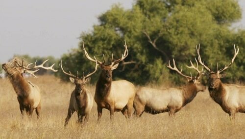 вапити олень