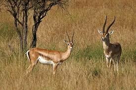 газель гранта