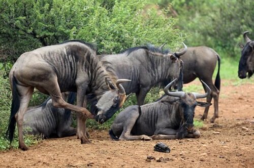 голубой гну в природе