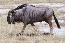 голубой гну