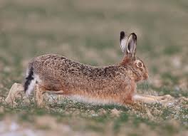 заяц русак спринтер от страха