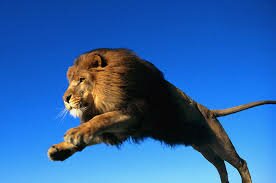 лев царь зверей