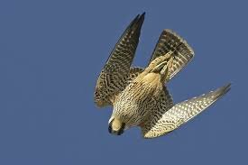 сапсан в вертикальном полете