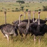 африканский страус