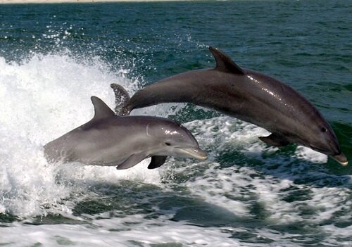 дельфины