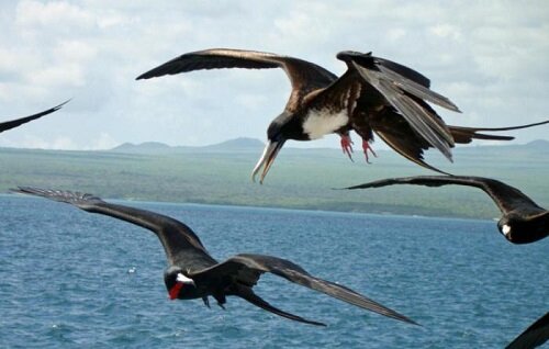фрегат в полете