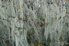 лианы из паутины