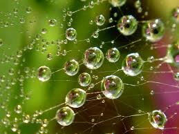 макро капли на паутине