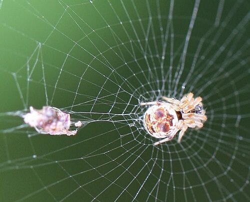 муляж на паутине