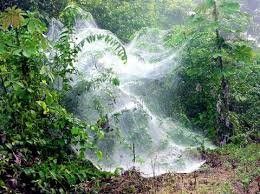 огромная паутина