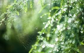 паутина между деревьев