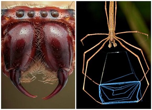 паутина между пережними лапами