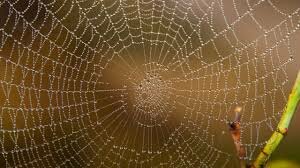 паутинка