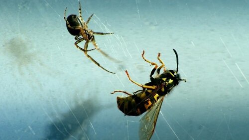 пчела и паук