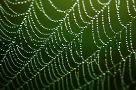 паутина и зелень