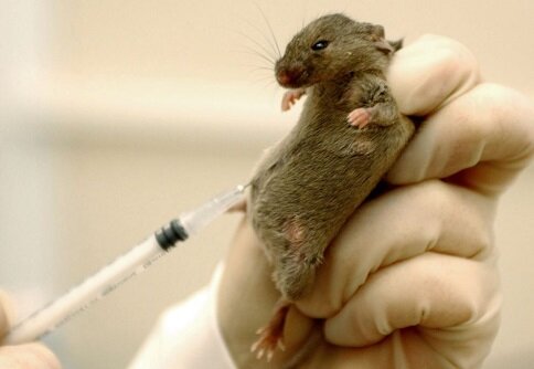 молоко мышей