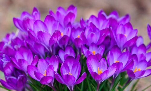 цветок шафрана