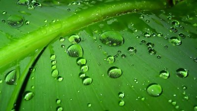 капли на листке